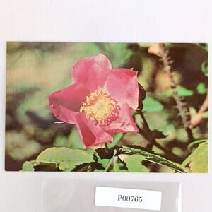Wild Rose Flower Alaska Vintage 1960s Postcard Dexter Dedman's Photo Shop
